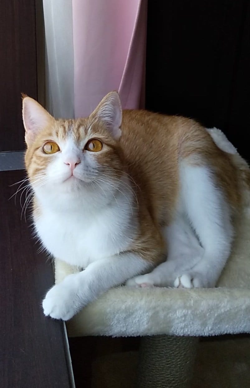 出所：@mero627puri914