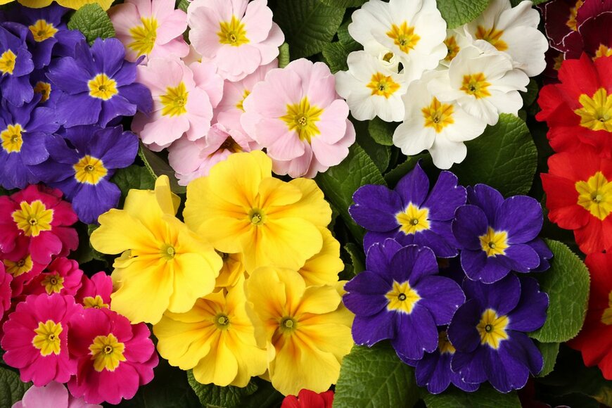 New Africa/Shutterstock.com