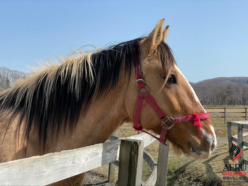 出所：うらかわ優駿ビレッジAERU