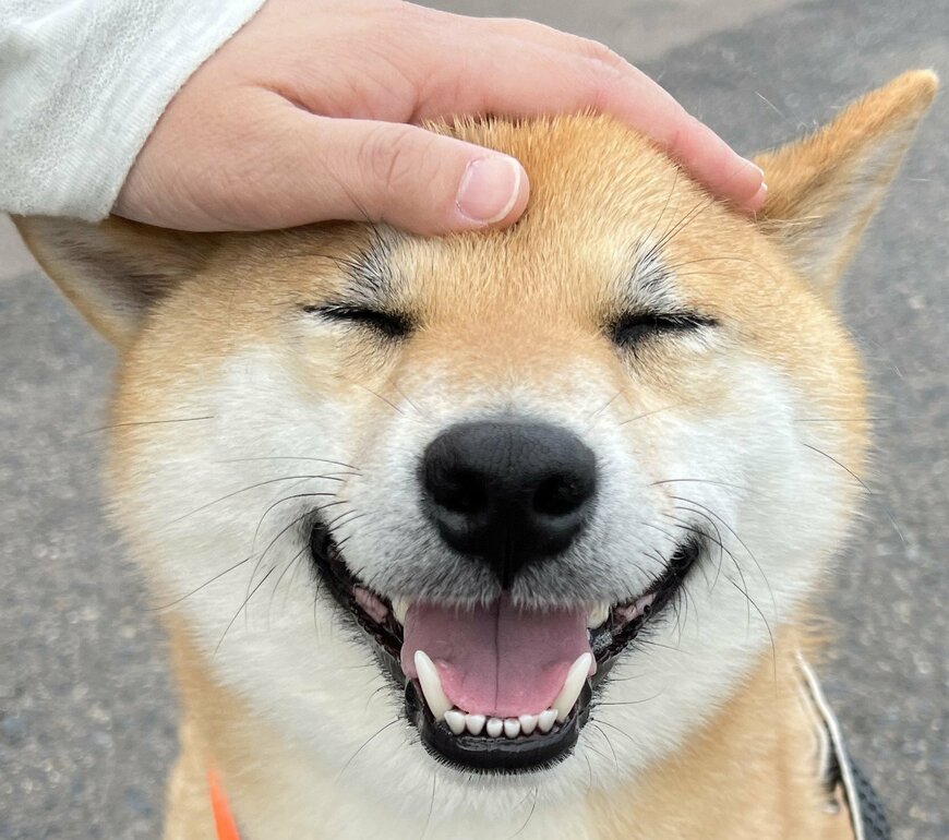 出所：@fufufufufu_ta