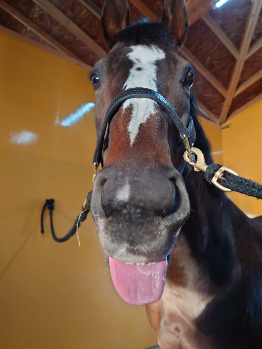 出所：Yogiboヴェルサイユリゾートファーム