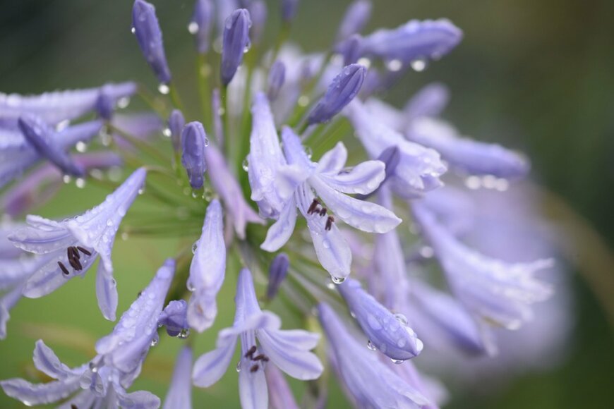 《植えっぱなし》で毎年梅雨に花咲く「雨が似合う多年草・花木」日陰向き5選＆日なた向き3選！