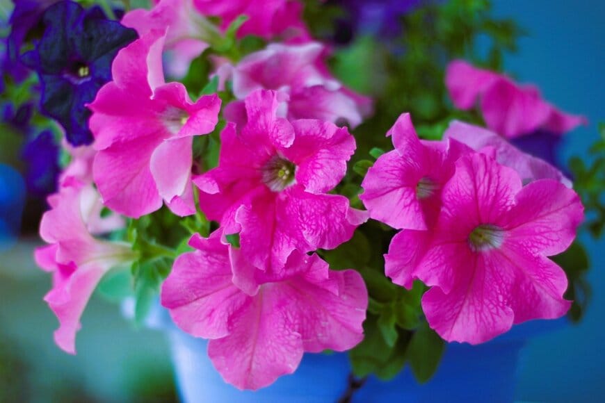 Onur Guner Guray/shutterstock.com