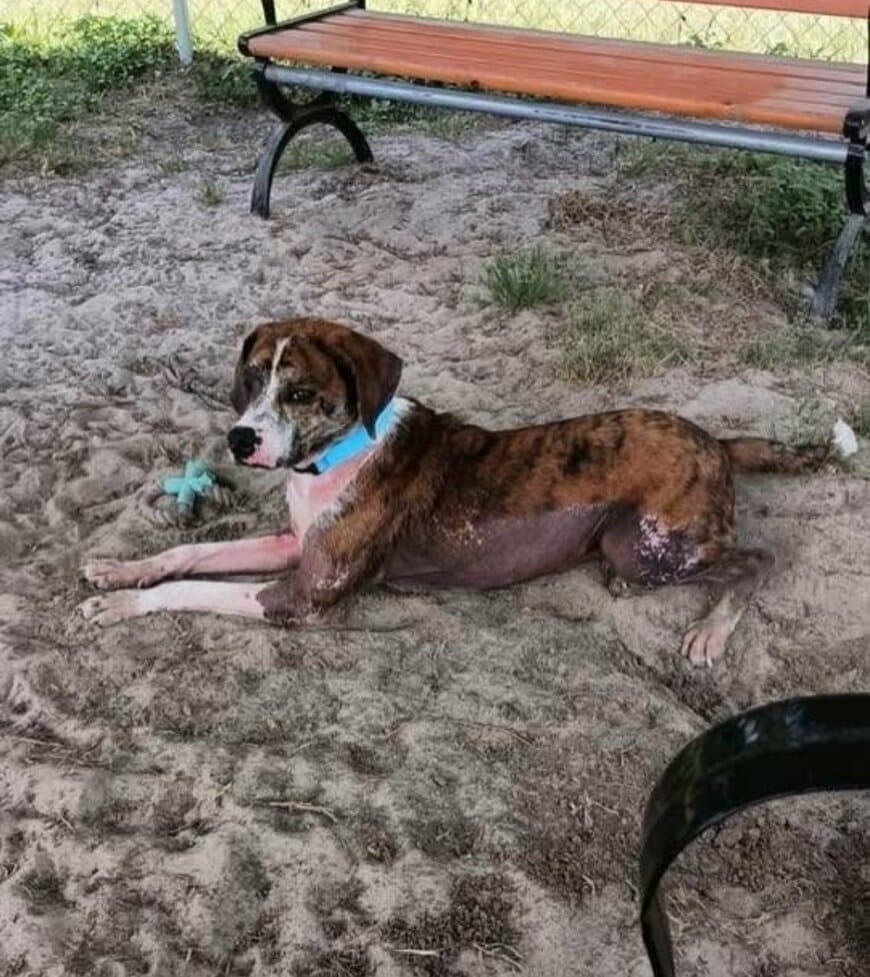 【動物レスキュー】重度のアレルギーで「安楽死寸前」の犬を救助→毎日の投薬で回復した姿に感動