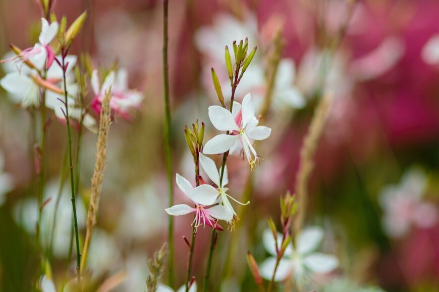 Flower_Garden/shutterstock.com