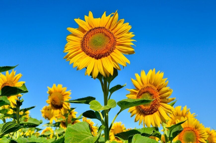 Oleksandrum/shutterstock.com