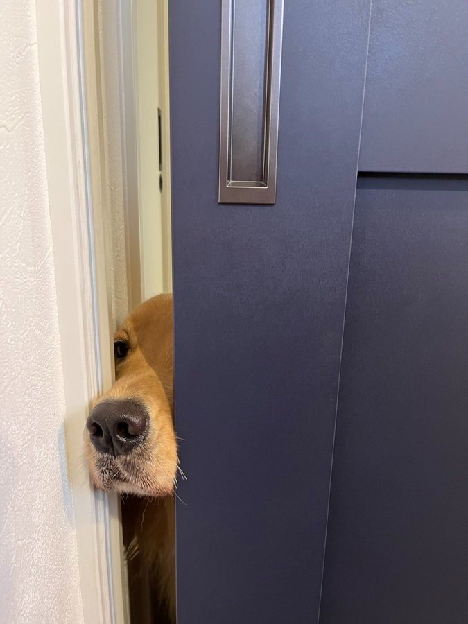 出所：@ALF_Golden