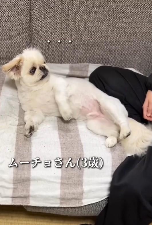 出所：@mucho_world