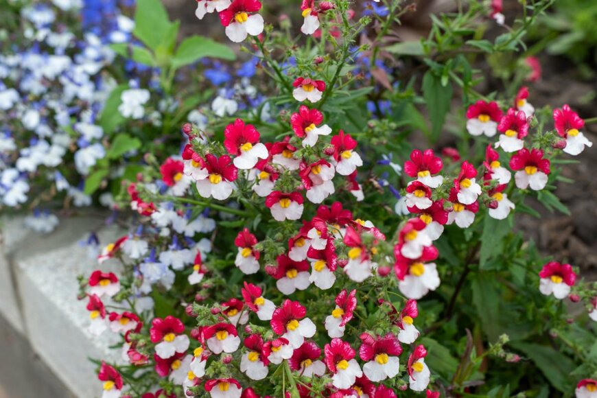 delobol/shutterstock.com