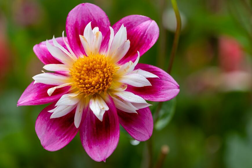 Angela Dukich/shutterstock.com