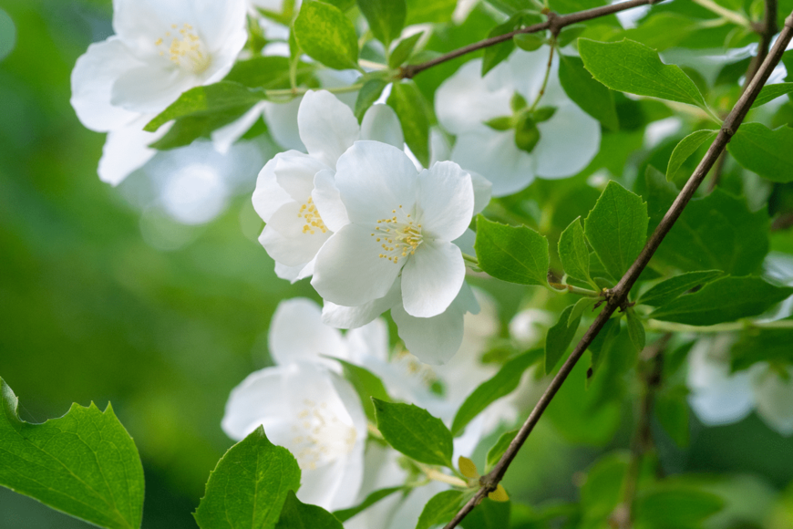【ガーデニング】麗しき芳香。庭の主役にしたい「香りのよい低木」7選