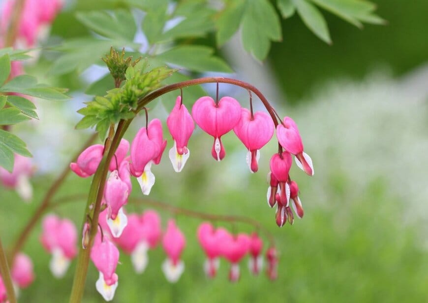 ピンクの花を咲かせている、ケマンソウ