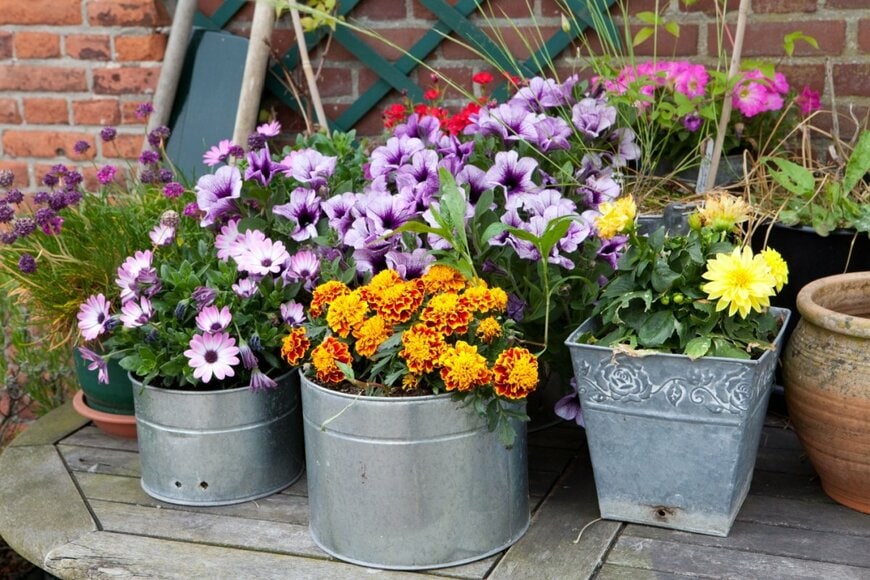 ブリキの植木鉢に花が植えられている。花の色はオレンジ、紫、黄色