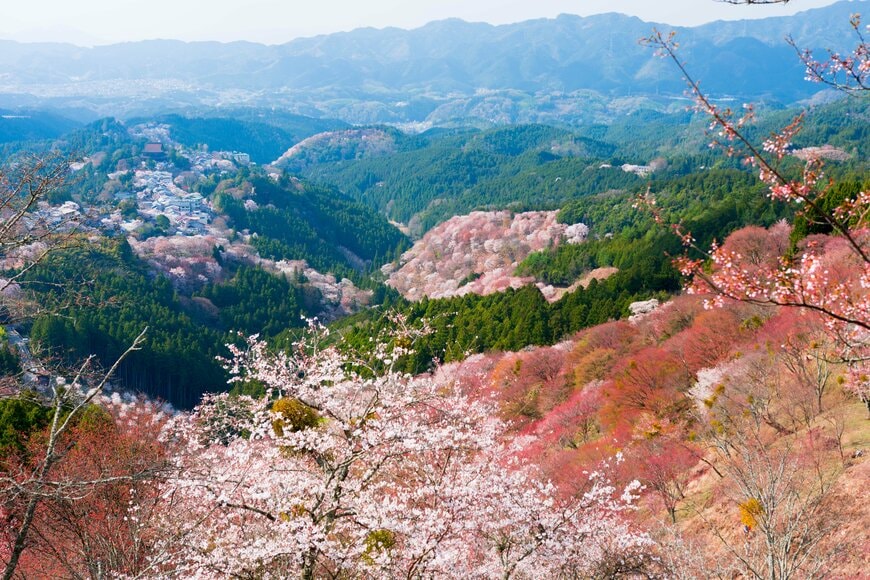 山一帯が桜色に染まった吉野山