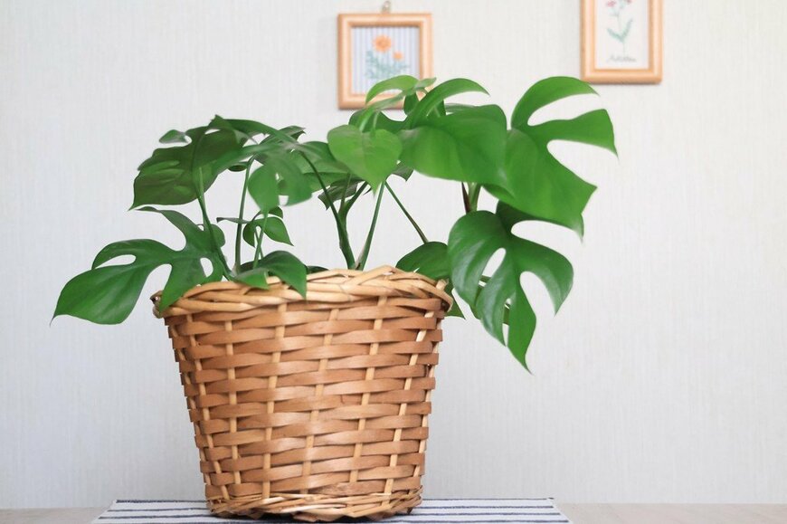 かごの鉢カバーに入っている、モンステラの鉢植え