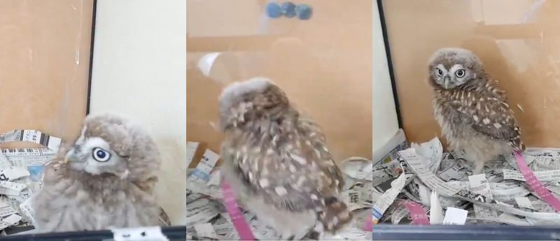 投稿動画のワンシーン