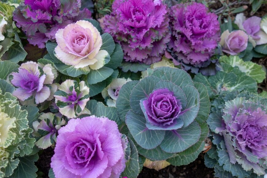 紫や白の葉を広げている、ハボタン