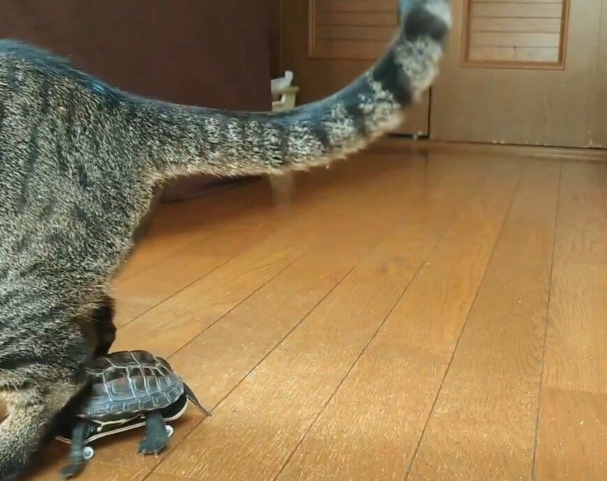 小雪ちゃんの足に激突する軍曹くん