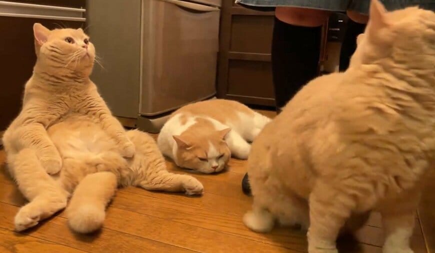 3匹の猫