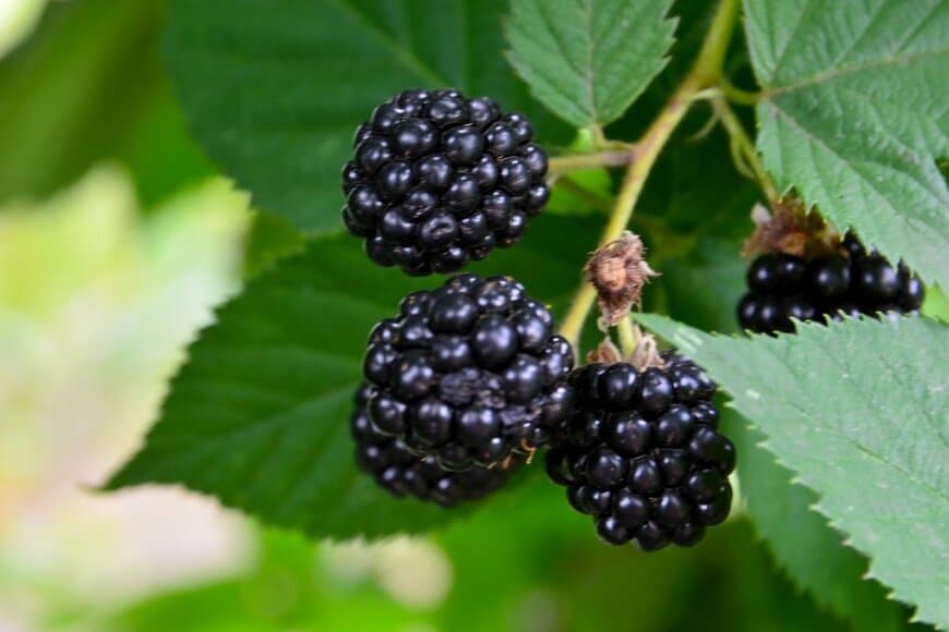 黒く熟したブラックベリーが木の枝に実っている