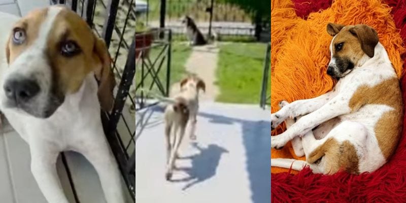 出所：<u><a href="https://www.instagram.com/greekanimalrescue/reel/DbOw_PPs9Io/" target="_blank">@greekanimalrescue</a></u>