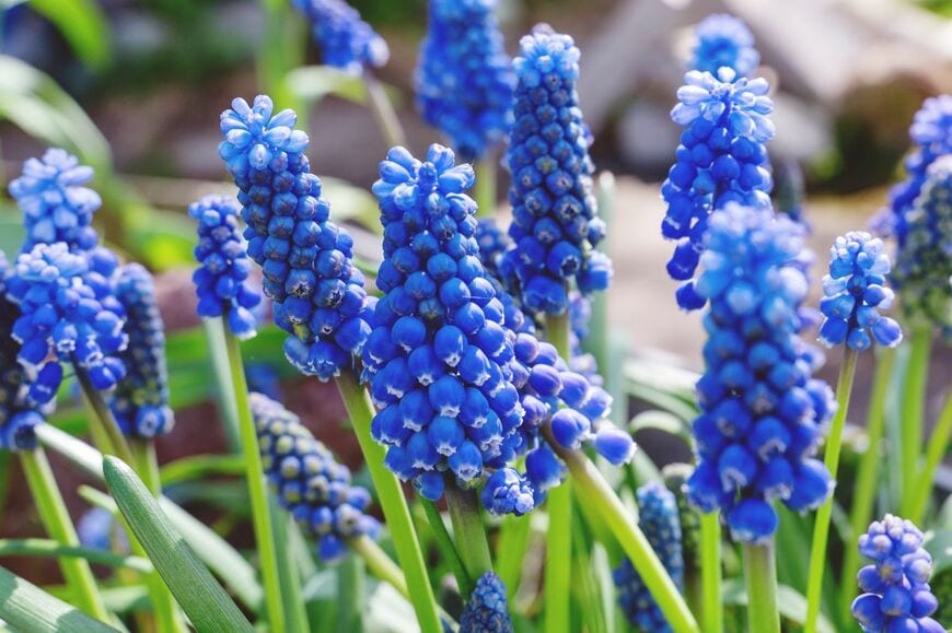 ブドウのような花穂が愛らしい「ムスカリ」