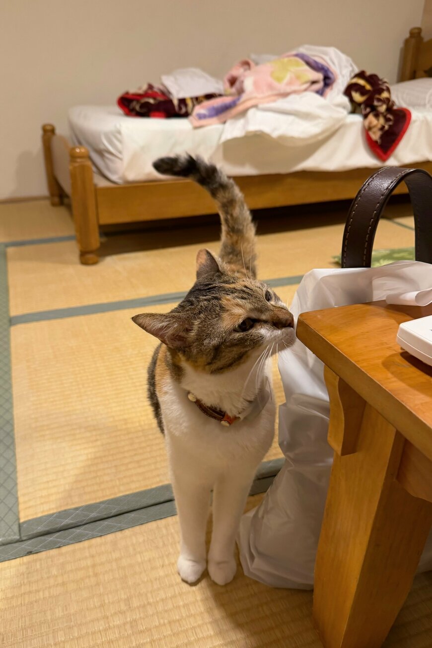 猫が部屋に入ってきてくれることも