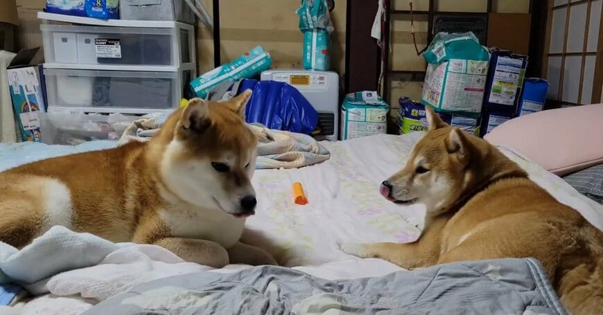 ナカヨシバイヌ