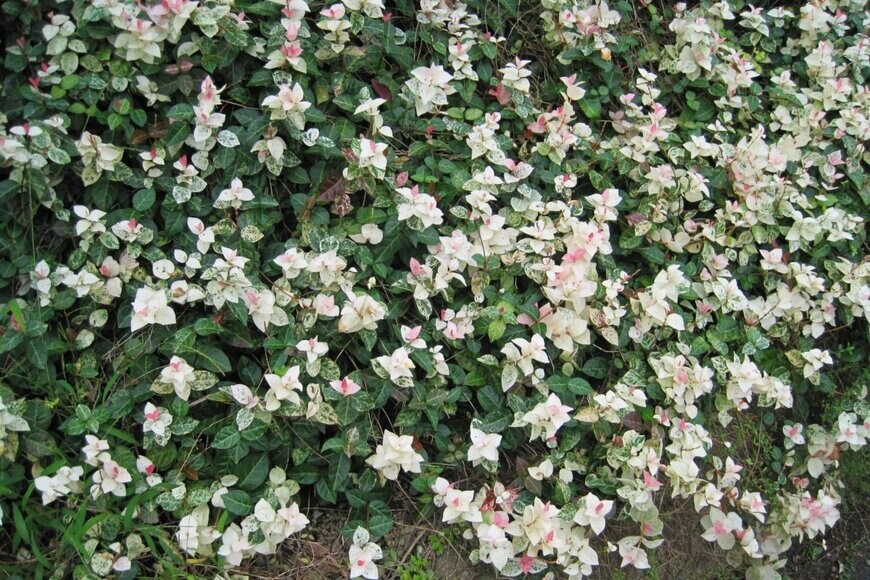 緑・白・ピンクの葉をつけている、ハツユキカズラ