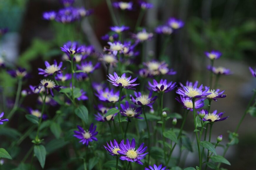 ミヤコワスレの花。色は濃い紫
