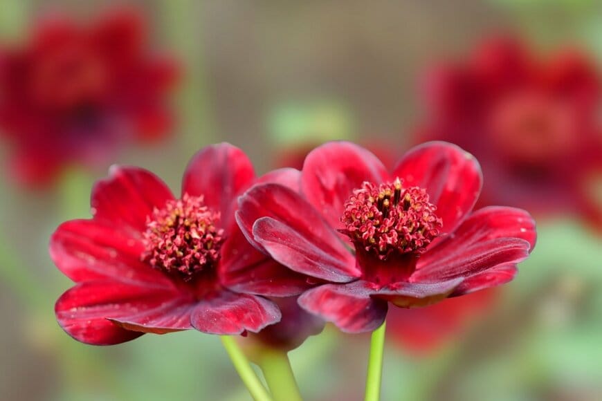 コスモスに似た茶色い花を咲かせているチョコレートコスモス