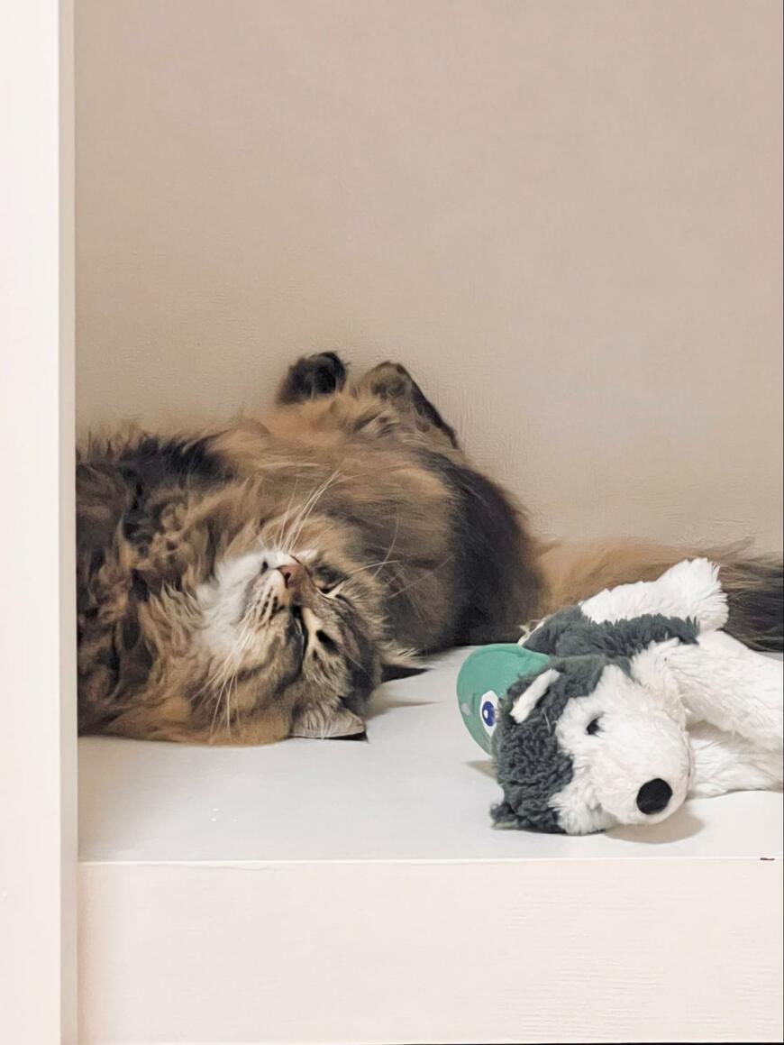 熟睡する猫