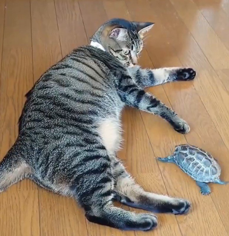 猫とカメ
