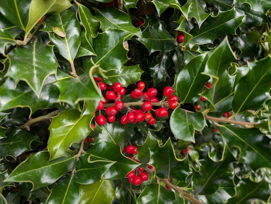 クリスマスの装飾でおなじみの「セイヨウヒイラギ」