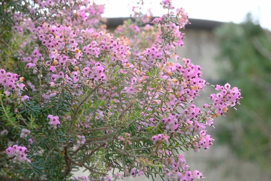 釣鐘型の可憐な花に、黒の雄しべがアクセントになる「ジャノメエリカ」
