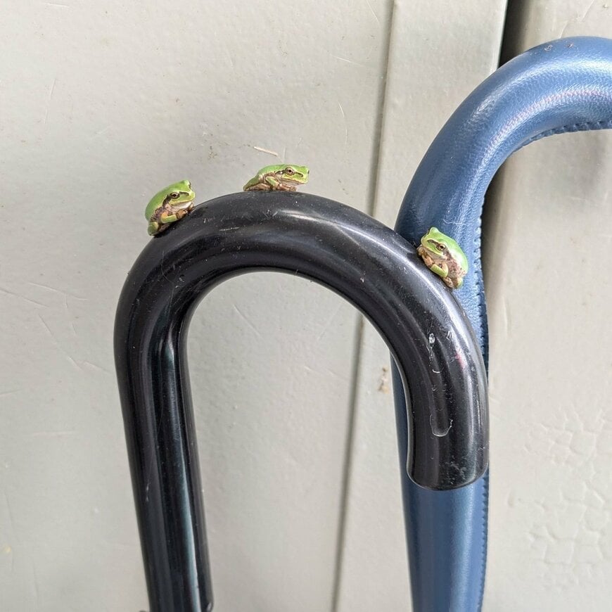 傘の持ち手に集まるカエル