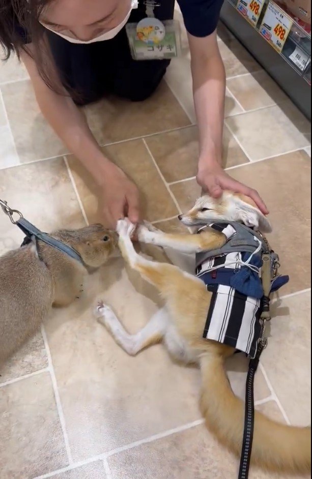 店員さんとフェネック