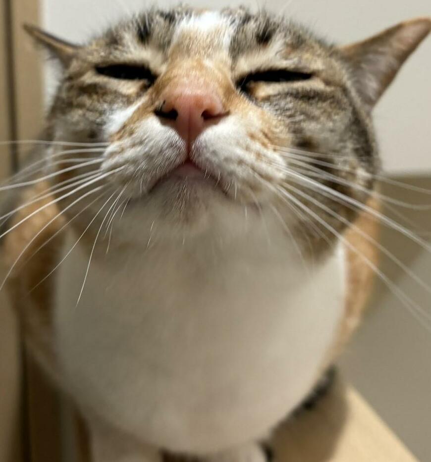 チューをしたい猫