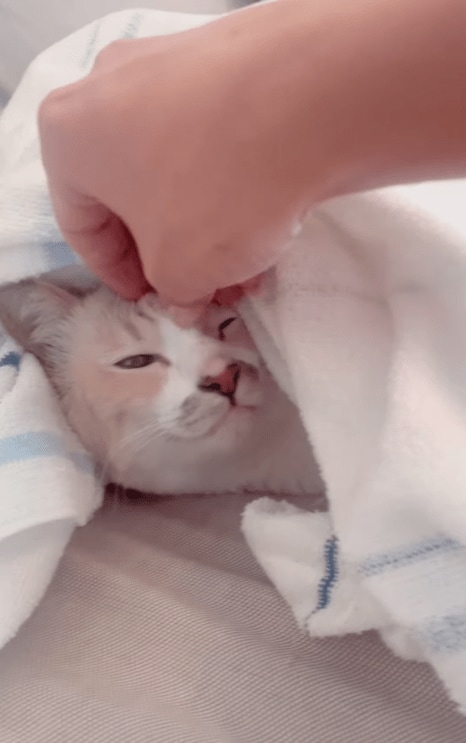 毛布の下で寝ているもももちゃん