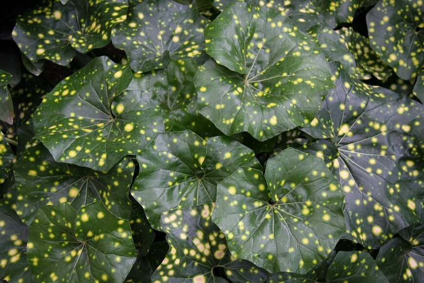 緑色の大きな葉に斑点模様が入ったツワブキの葉 