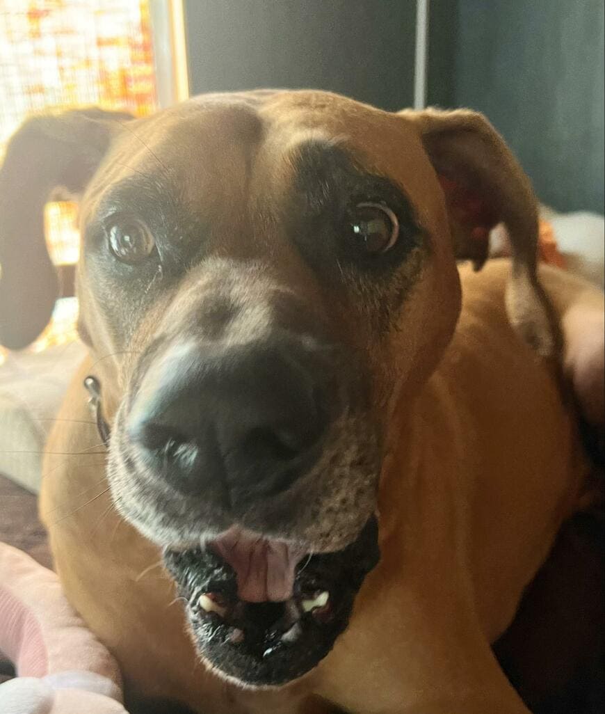 衝撃を受けた犬