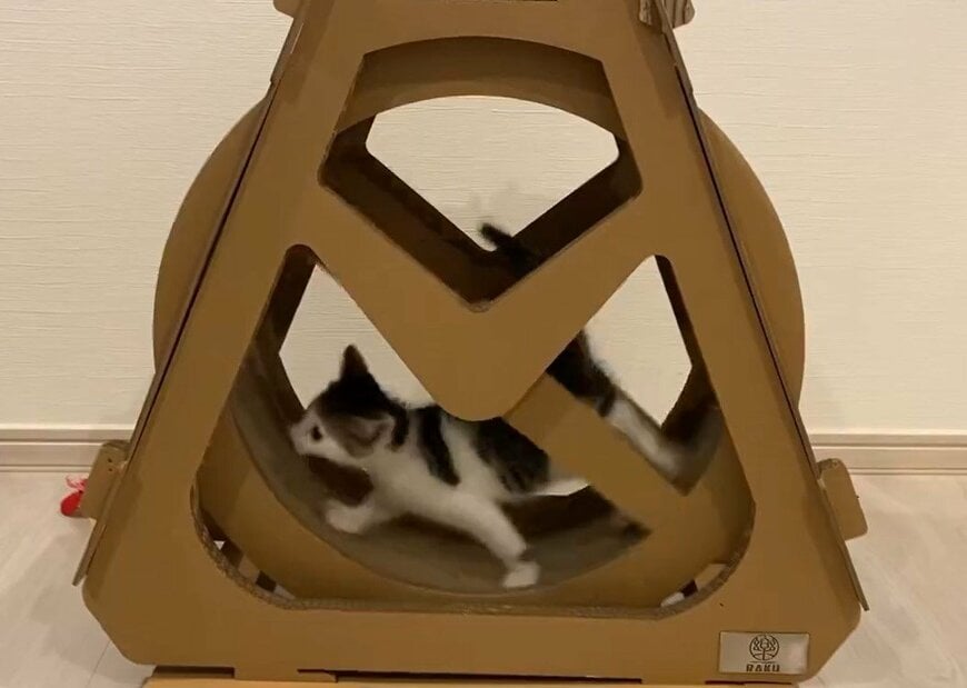 トレーニング中の猫