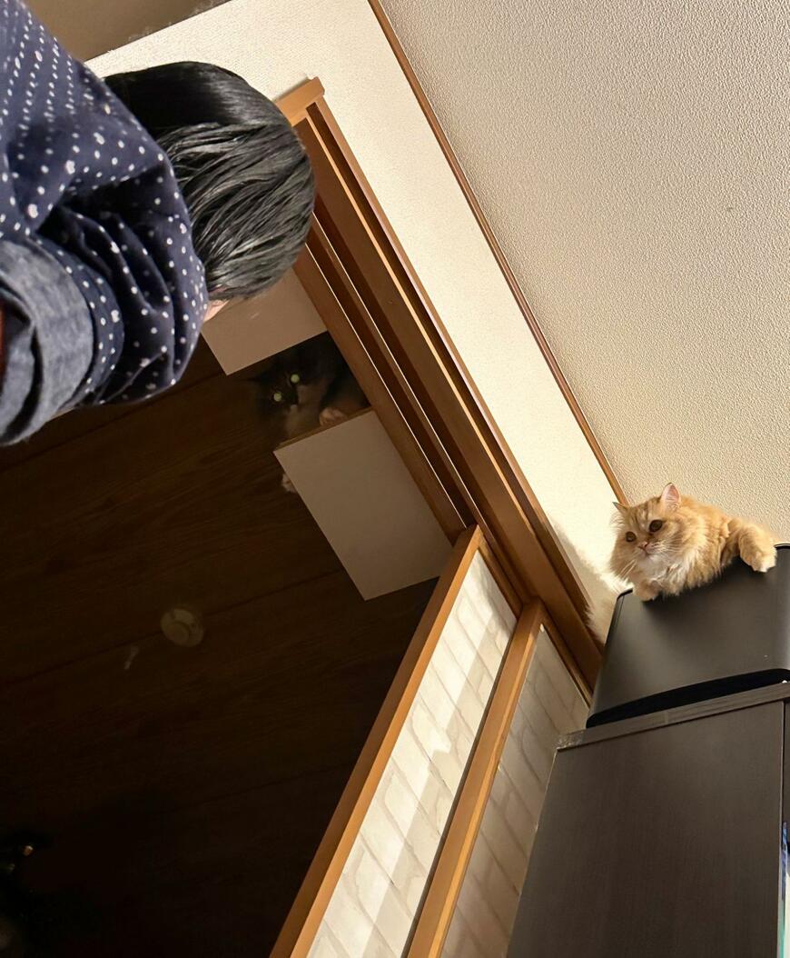 上から猫