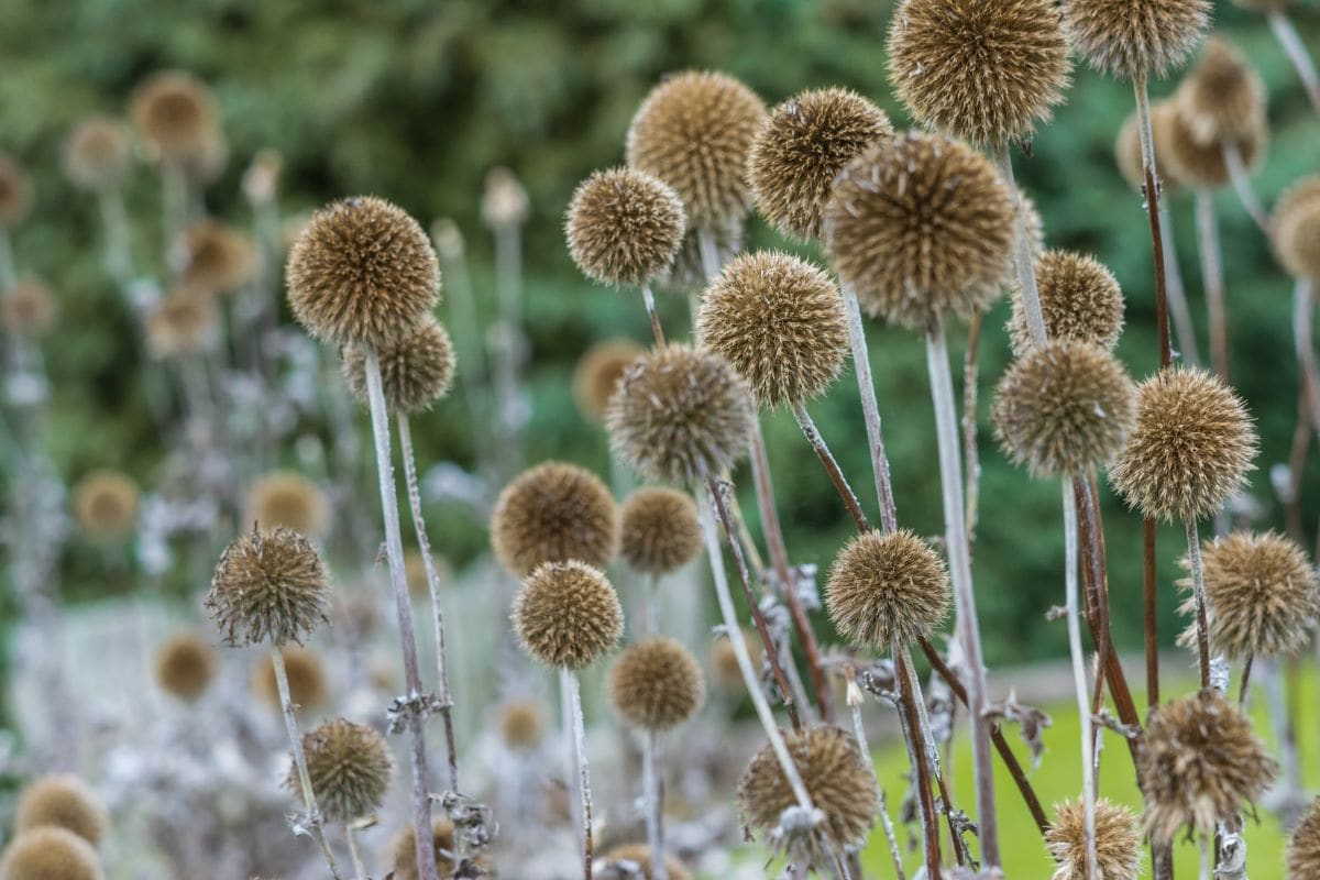 ガーデニング】晩秋のナチュラルガーデンは〈シードヘッドが個性的な