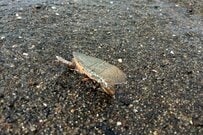 海岸で見つけた「カメ」を慌てて救出したはずが…　手に取って「気付いた正体」に注目集まる