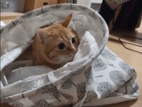 ぐるぐる洗濯機ごっこするにゃんこ動画にSNSほっこり