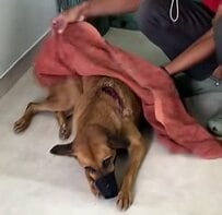 首を一周する大きな傷を負った犬 緊急手術を乗り越え無事に仲間の元へ
