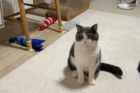 【話題】爆笑中に感じた視線、猫さんに目をやると…まさかの表情にクスッとくる