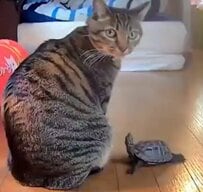 ペットカメラに映った「信じられない事」が話題！猫好き亀さんの行動に思わず感動