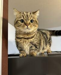 冷蔵庫に乗りたそうにしていた猫、乗せてもらうと…「ど、ど、どうすれば」に悶絶